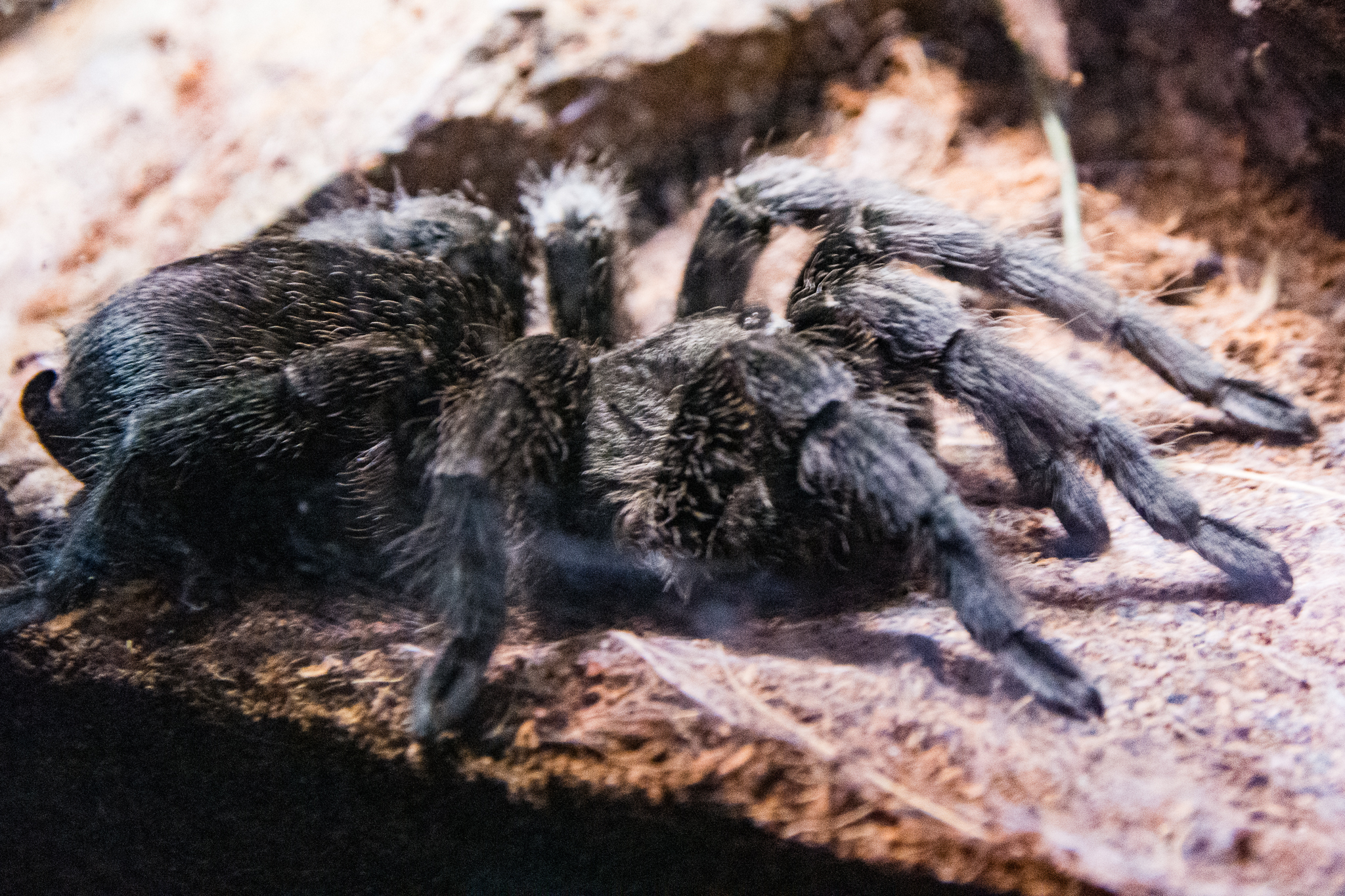 Brazilian Black Tarantula-Spineless Marvels