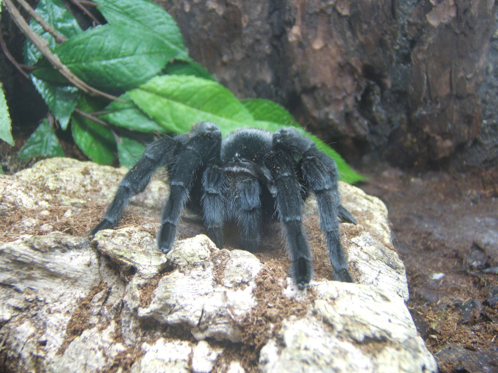 Brazilian Black Tarantula
