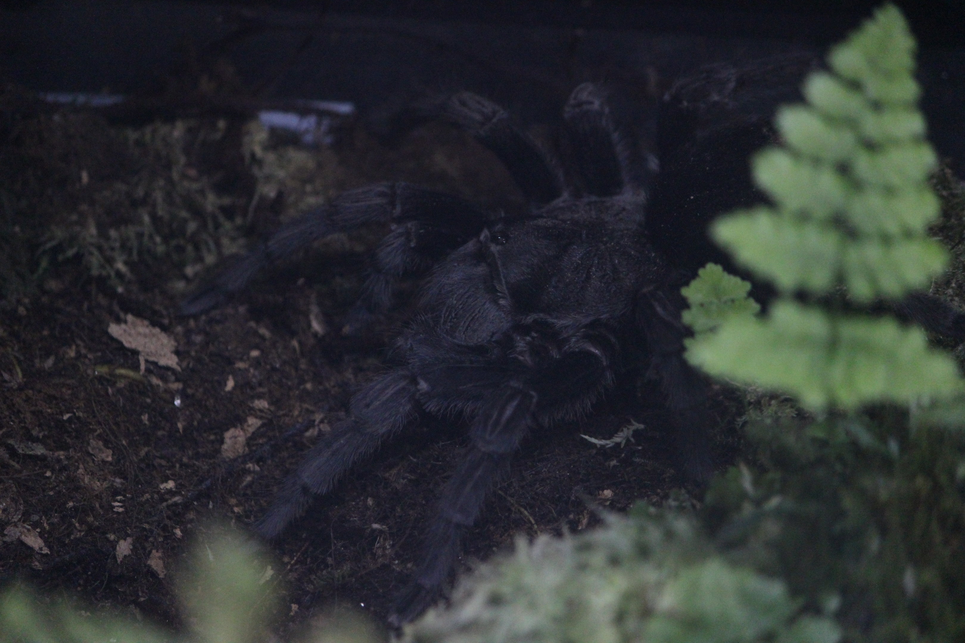 Brazilian Black Tarantula
