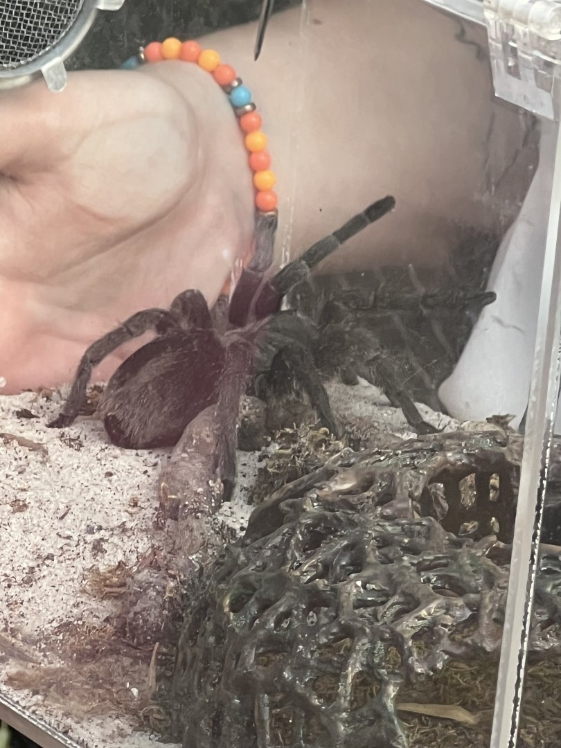 Brazilian Black Tarantula