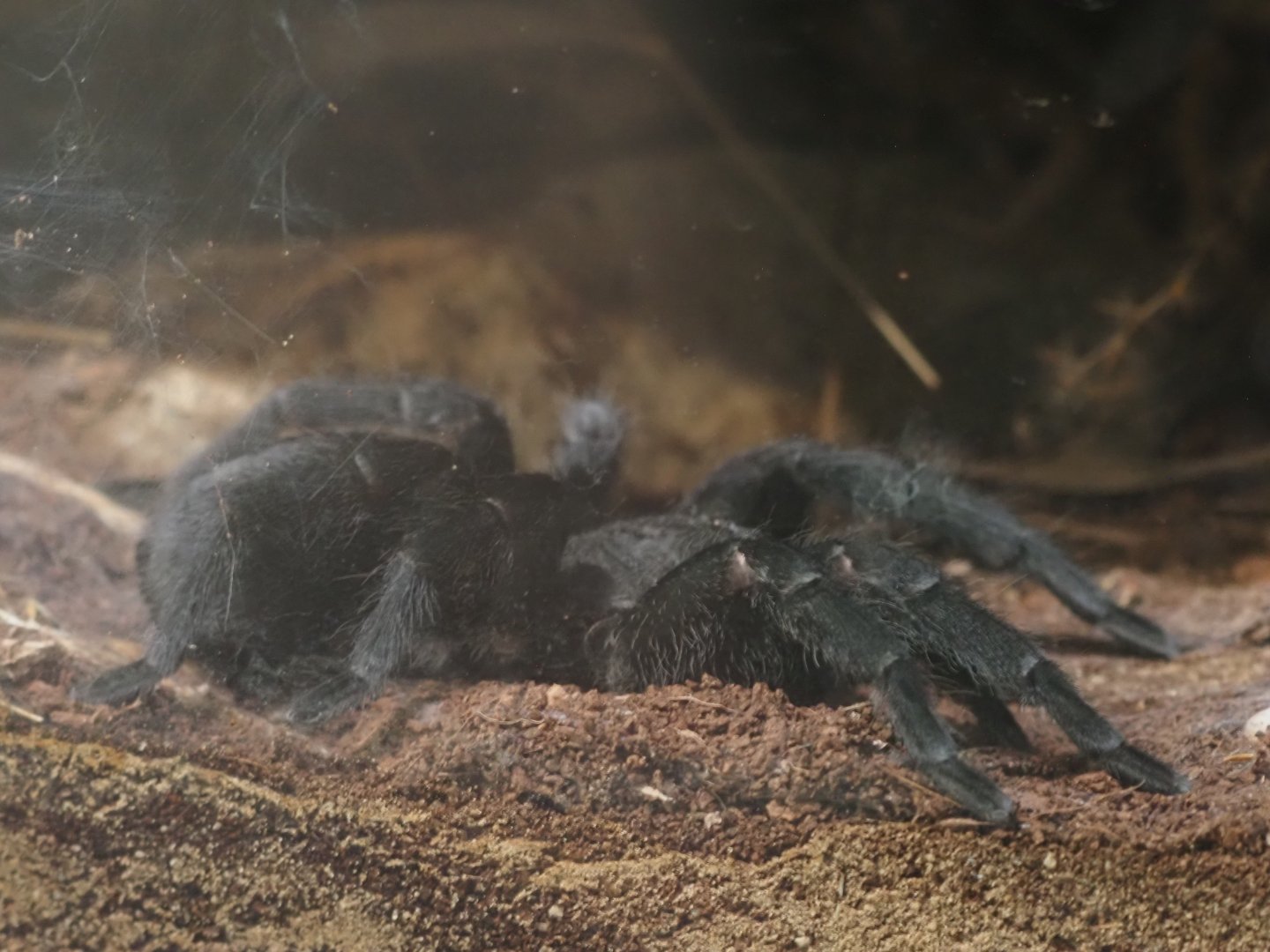 Brazilian Black Tarantula