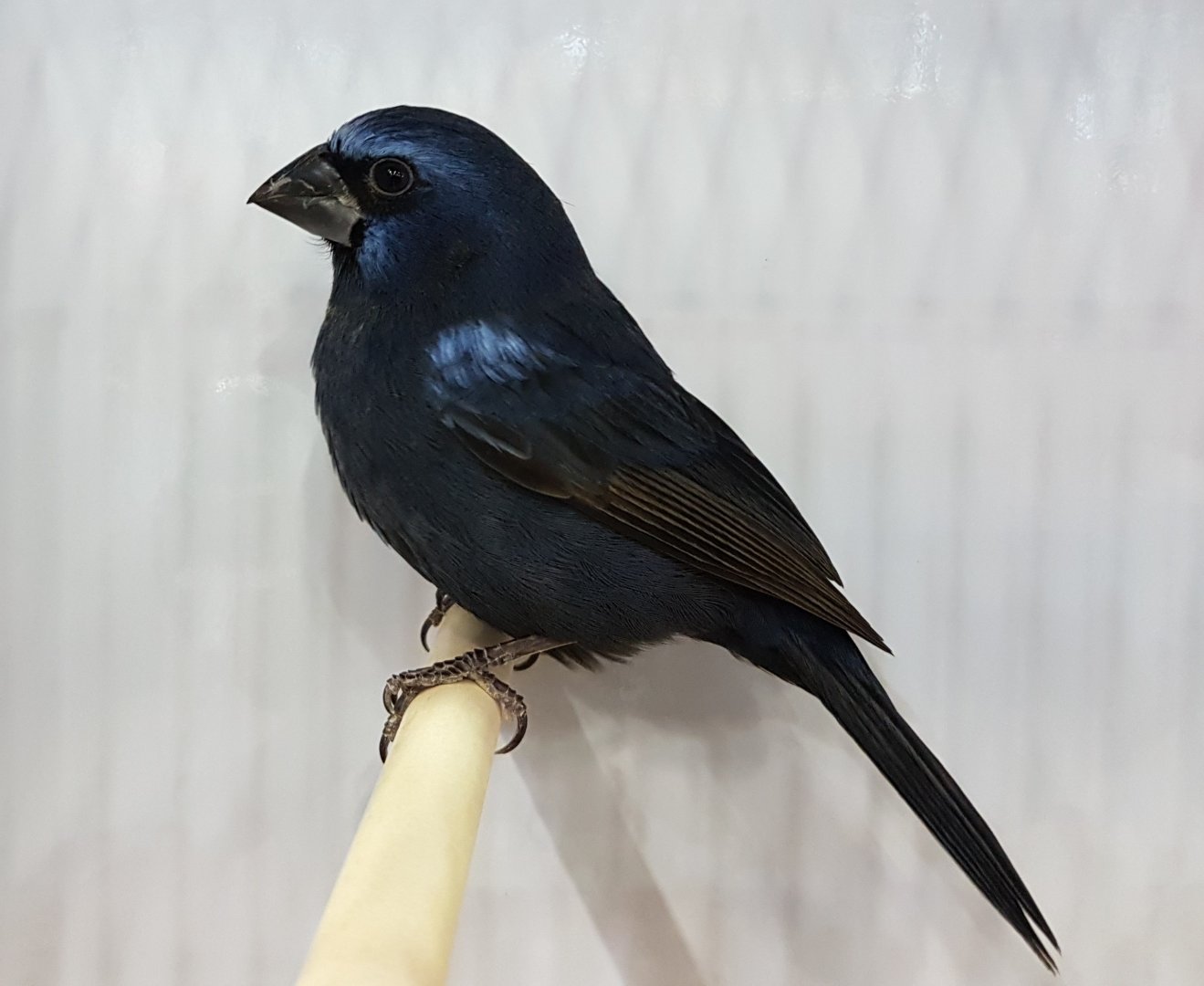 Brazilian blue grosbeak - Guiraca caerula
