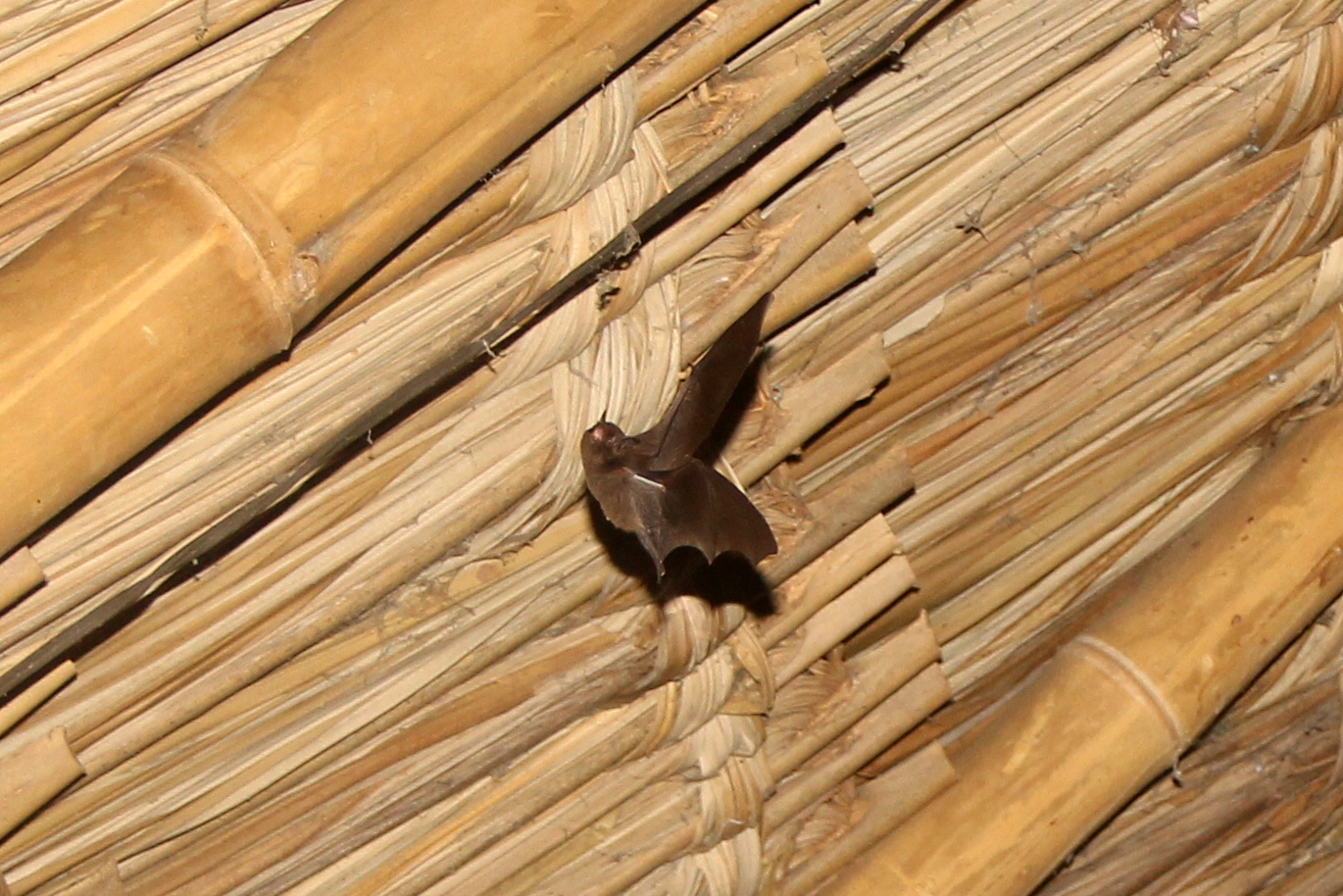 Brazilian brown bat (Eptesicus brasiliensis) species ID?