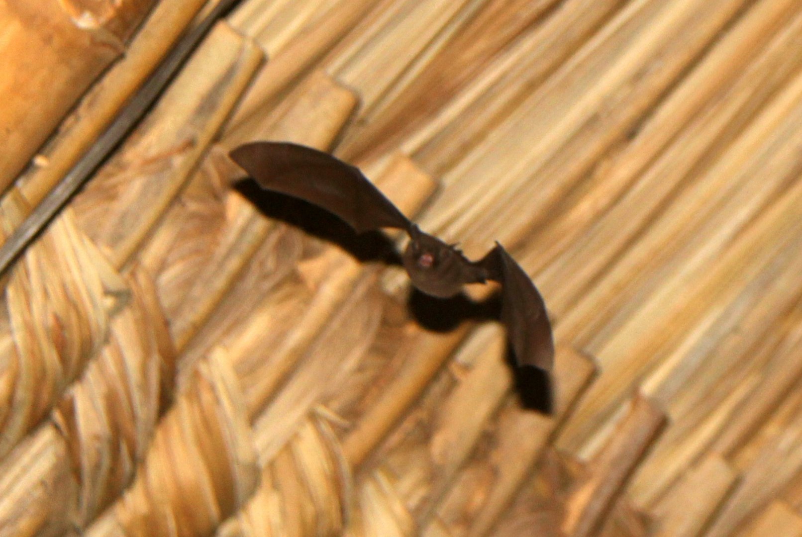 Brazilian brown bat (Eptesicus brasiliensis) species ID?