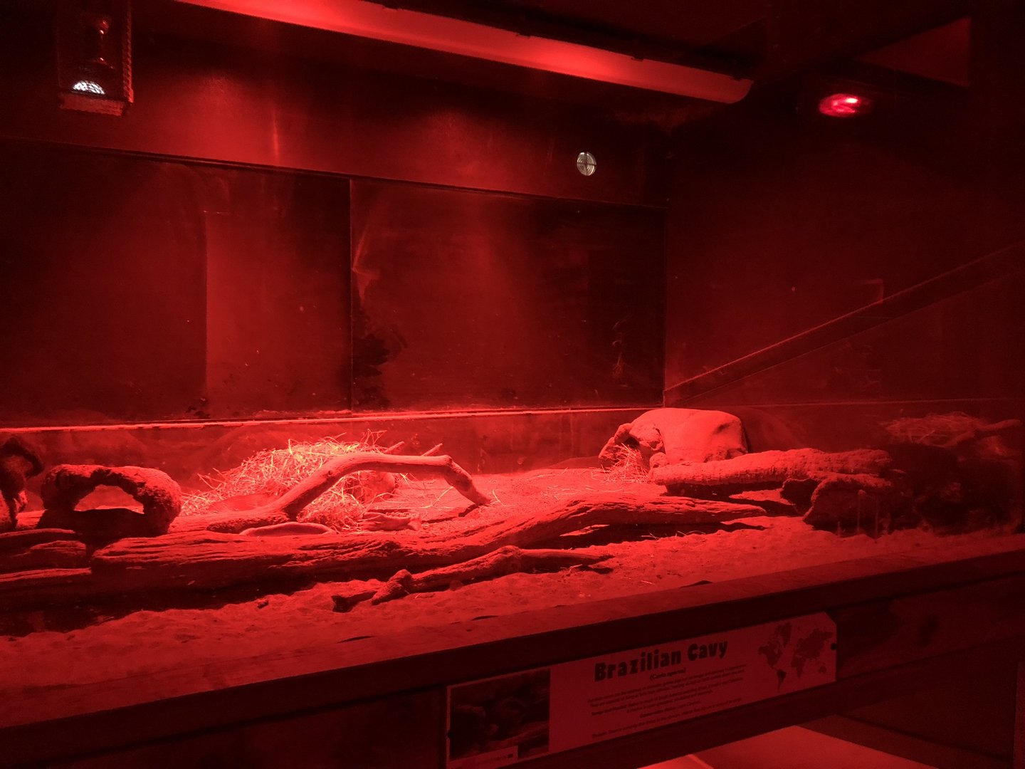 Brazilian Cavy Enclosure at Cannon Hall Farm (September 2023)