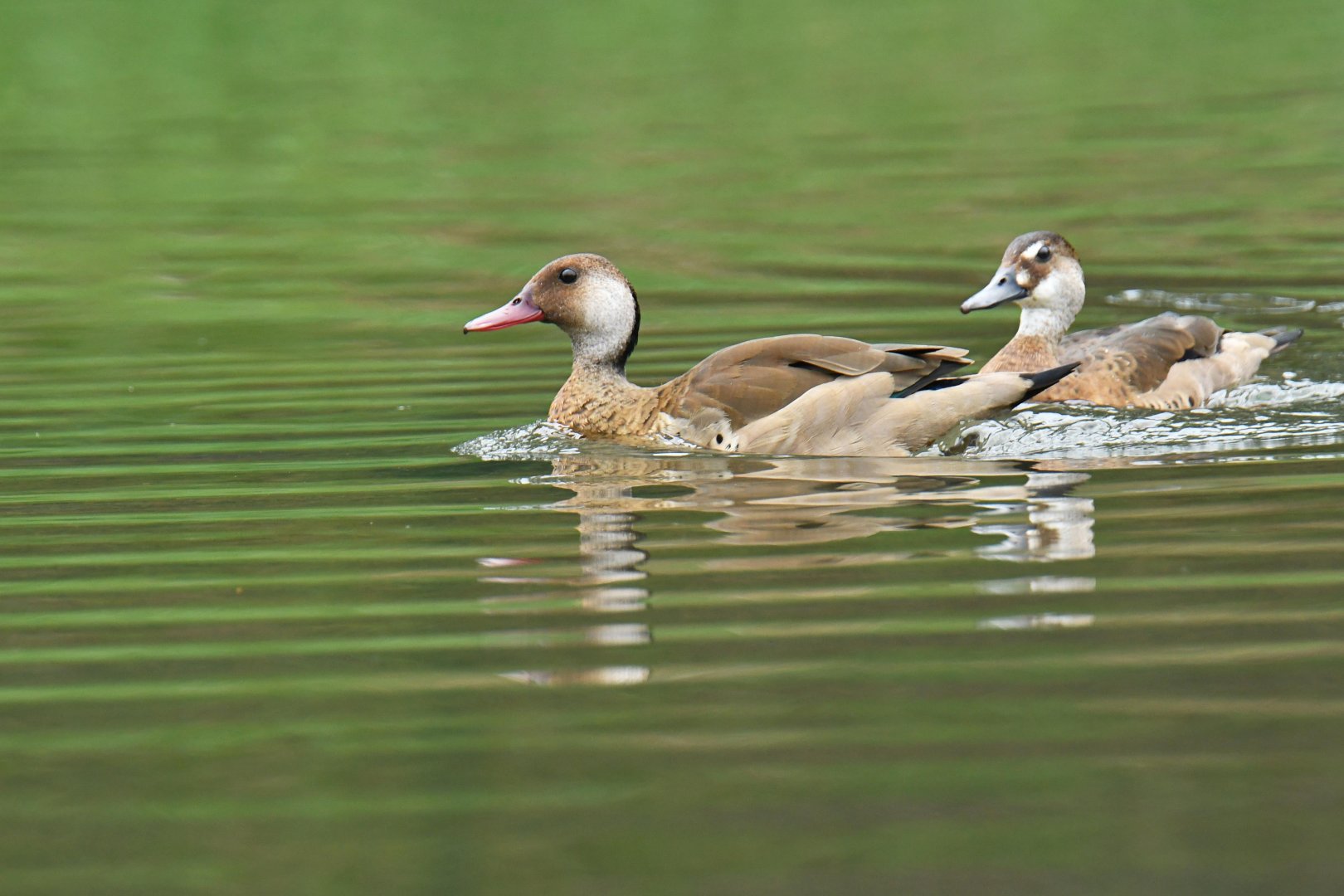 Brazilian Duck (Amazonetta brasiliensis)