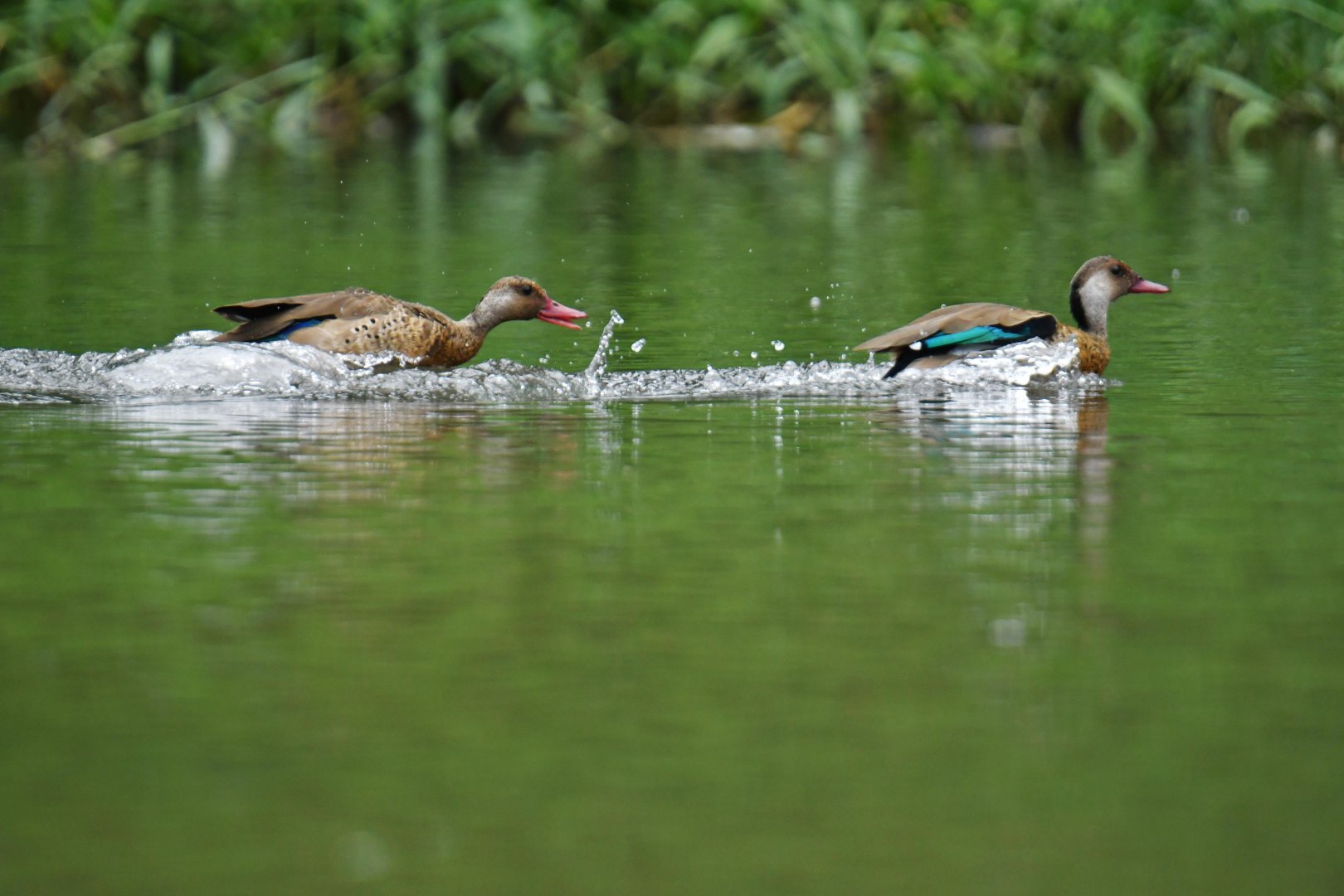 Brazilian Duck (Amazonetta brasiliensis)