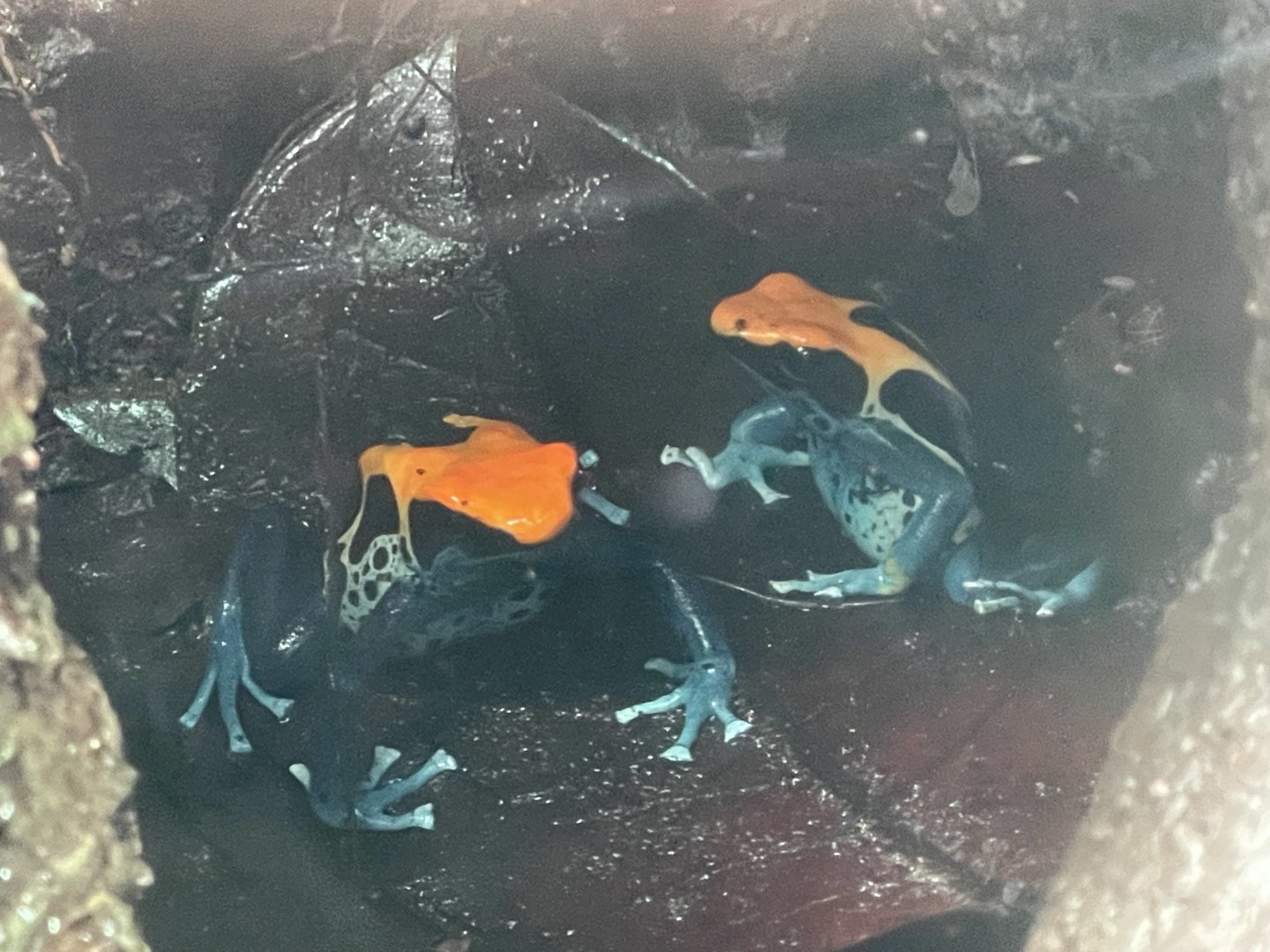 brazilian dyeing poison dart frog (dendrobates tinctorius “brazilian”) (1)