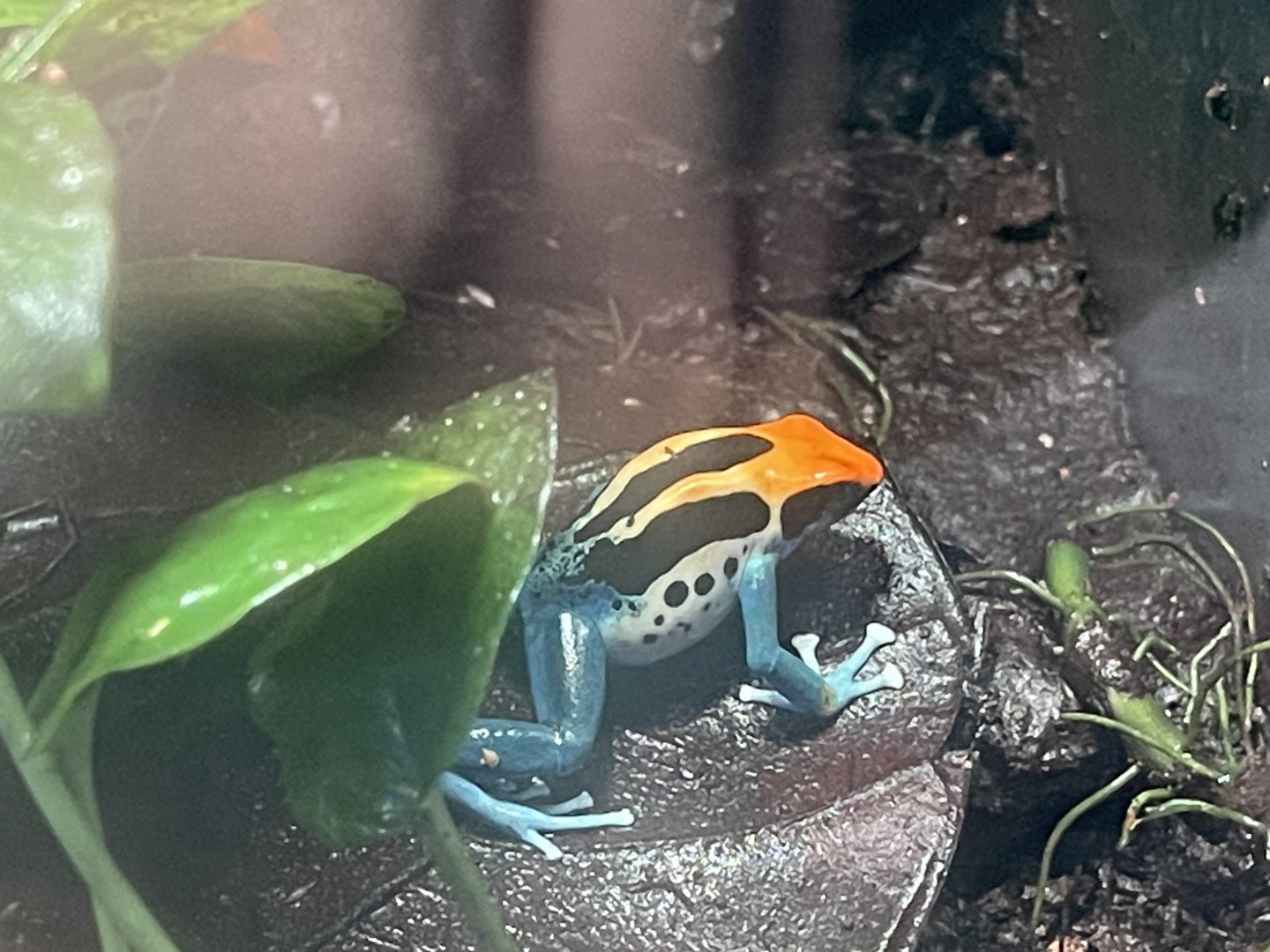 brazilian dyeing poison dart frog (dendrobates tinctorius “brazilian”) (2)