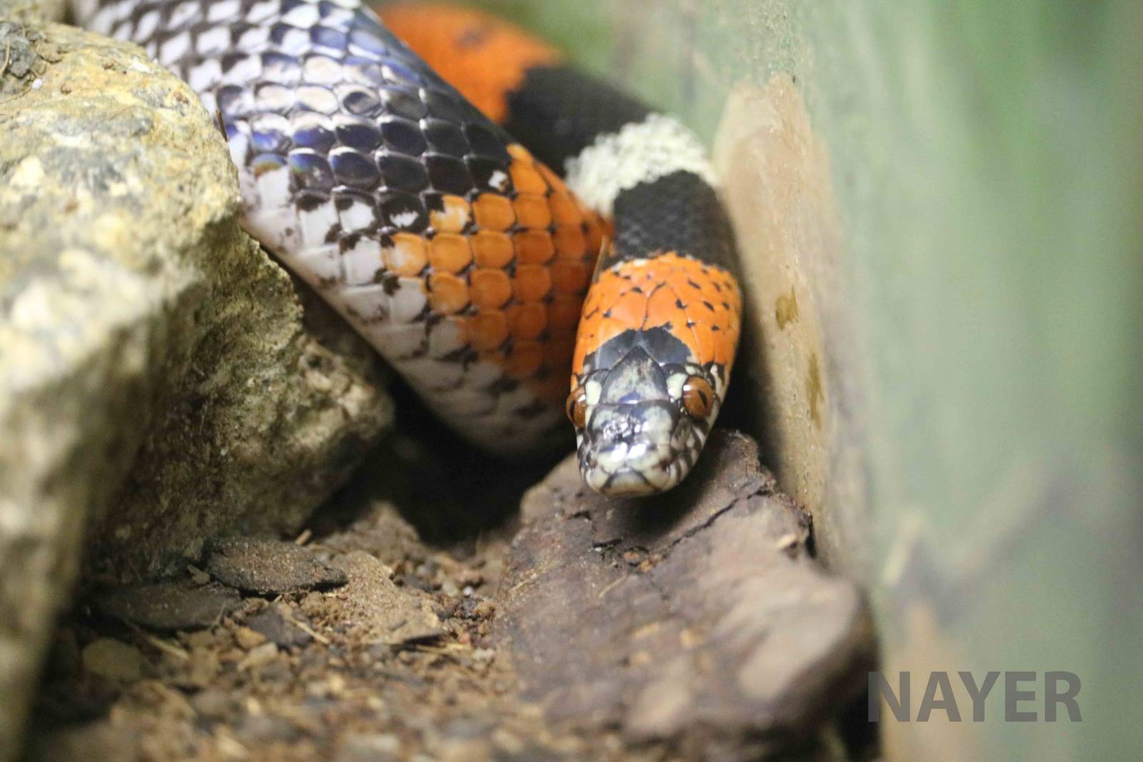 Brazilian false coral snake - Instituto Butantan, March 2016