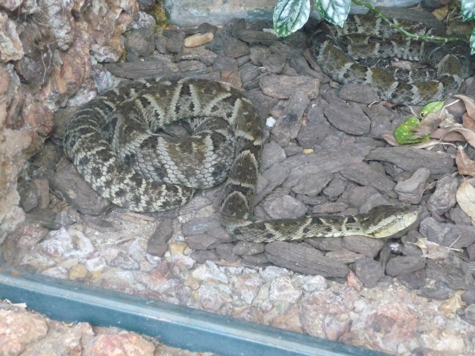brazilian fer de lance brasilia zoo