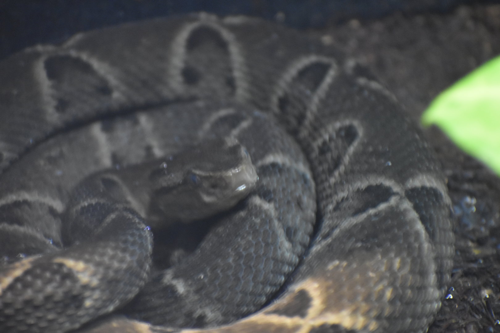 Brazilian Fer-de-lance