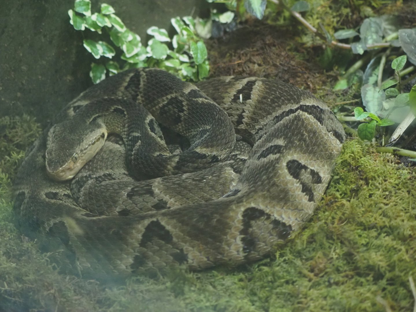 Brazilian Fer-De-Lance