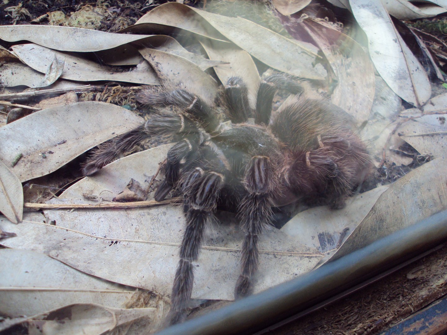 Brazilian Fire Red (Lasidora difficilis) 28/05/2019