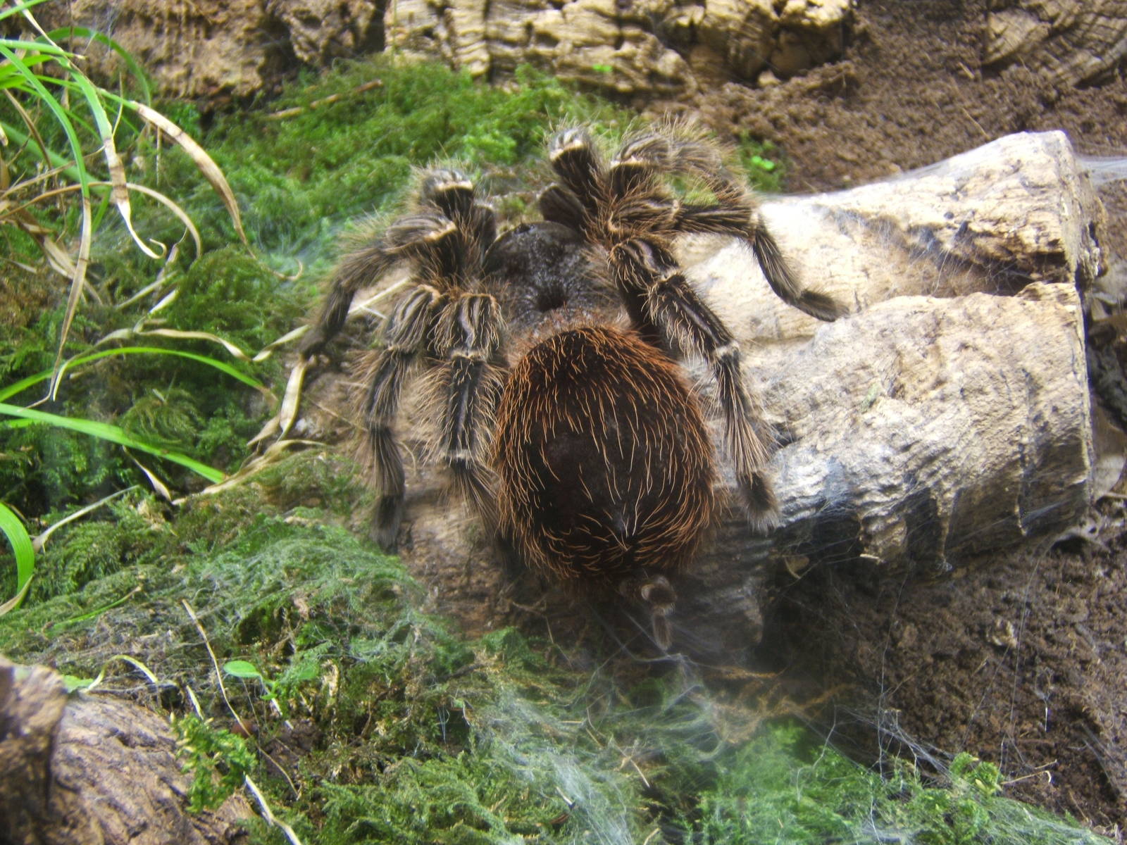 Brazilian Fire Red Tarantula (Lasidora difficilis)