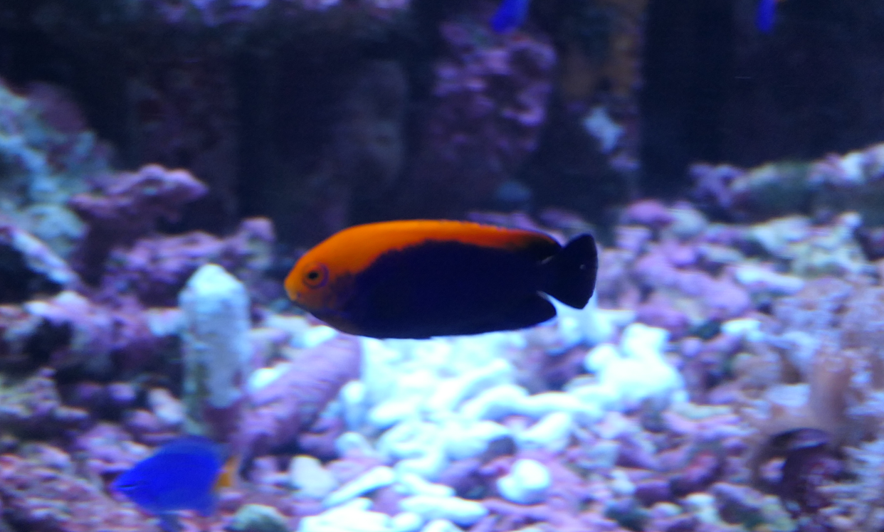 Brazilian Flameback Angelfish (Centropyge aurantonotus)