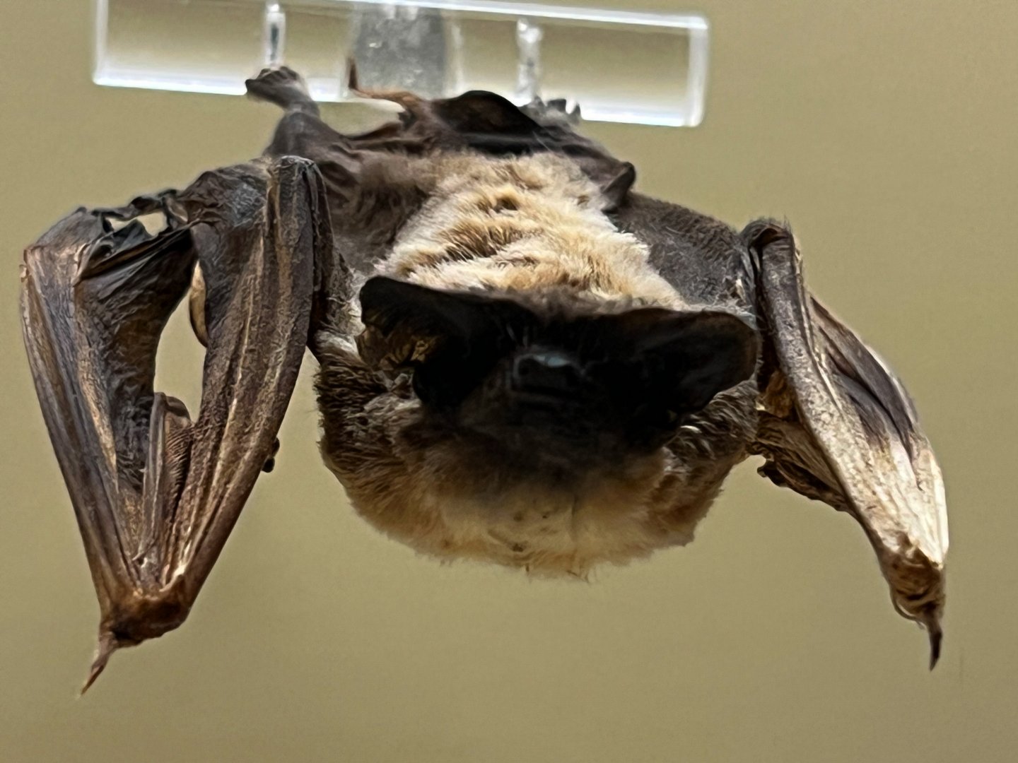 Brazilian Free Tailed Bat