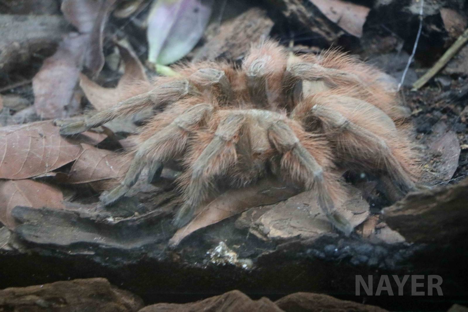 Brazilian giant blonde tarantula - Instituto Butantan, 2016