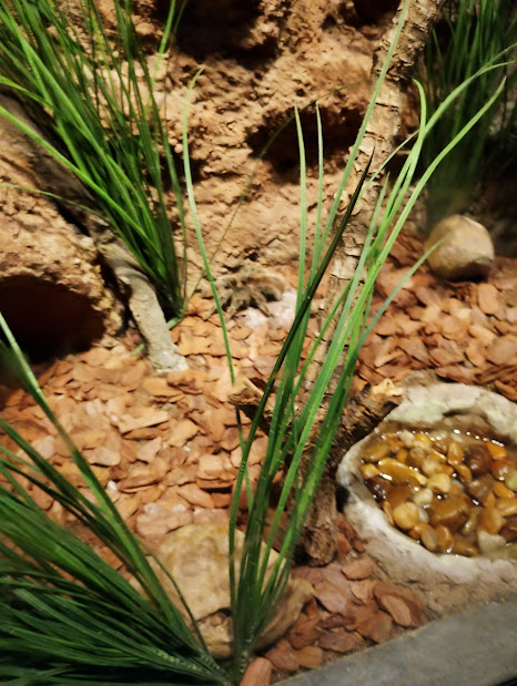 Brazilian giant blonde tarantula