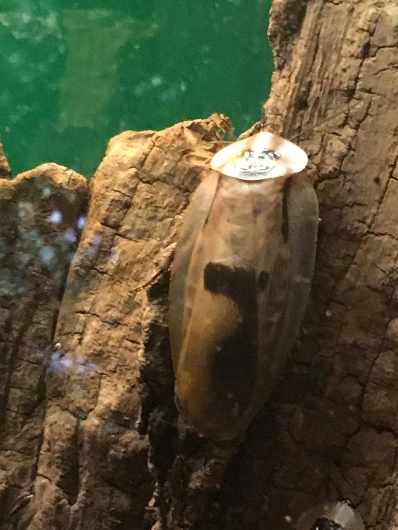 Brazilian Giant Cockroach