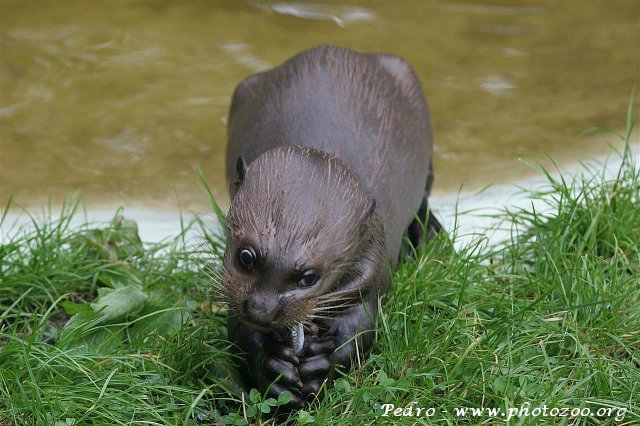 Brazilian giant otter (Pteronura brasiliensis)