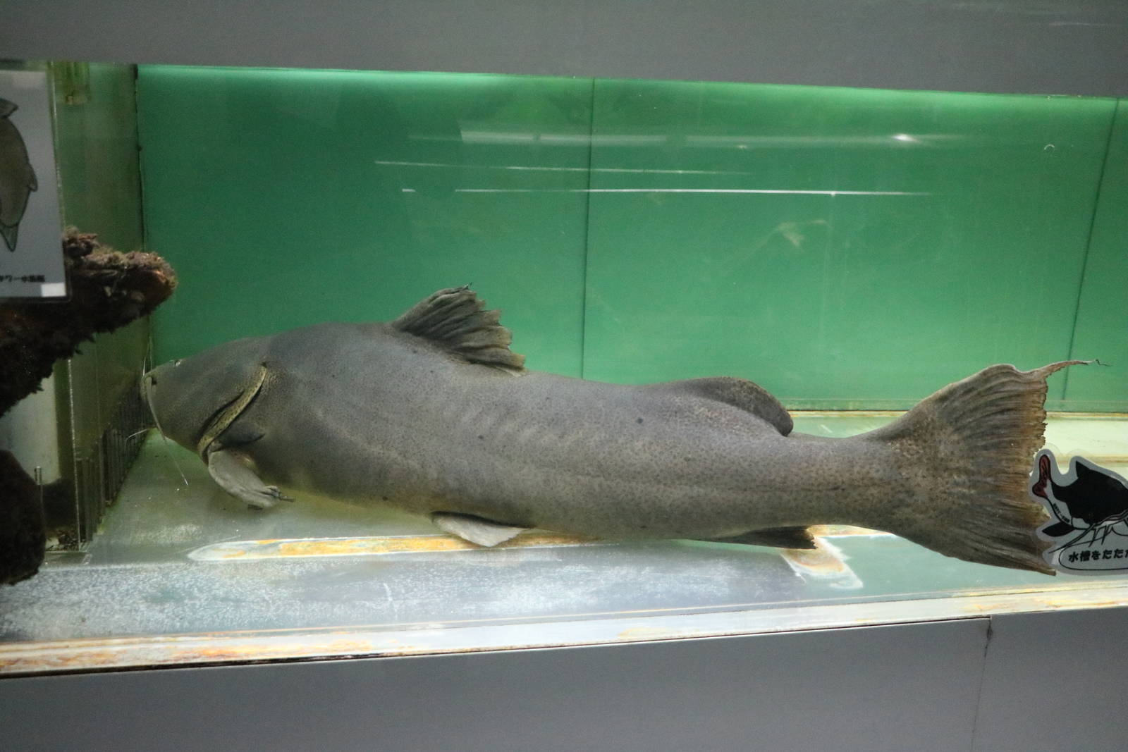 Brazilian gilded catfish - Tokyo Tower Aquarium, February 2016