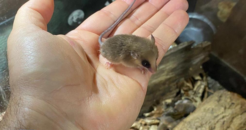 Brazilian Gracile Opossum (Gracilinanus microtarsus)