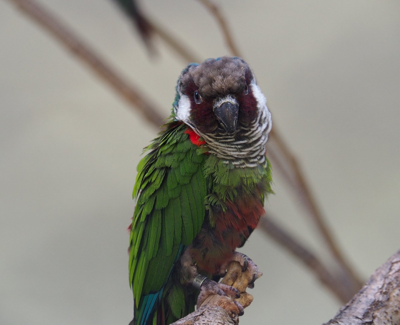 Brazilian grey-breasted conure (Pyrrhura griseipectus), 2020-06-28