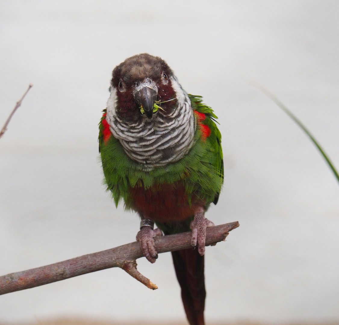 Brazilian grey-breasted conure (Pyrrhura griseipectus), 2022-03-16