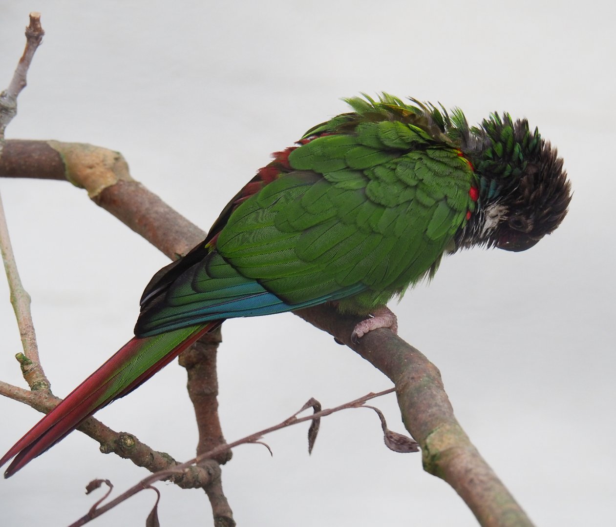 Brazilian grey-breasted conure (Pyrrhura griseipectus), 2022-03-16