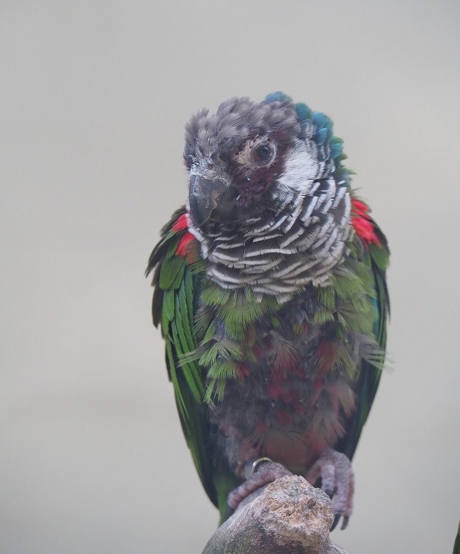Brazilian grey-breasted conure (Pyrrhura griseipectus), 2022-09-04