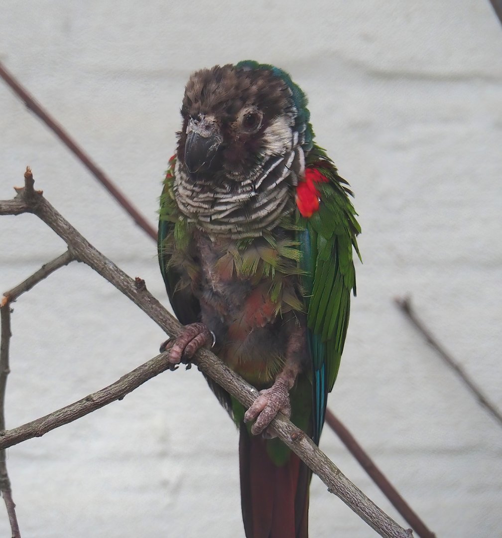 Brazilian grey-breasted conure (Pyrrhura griseipectus), 2023-07-02