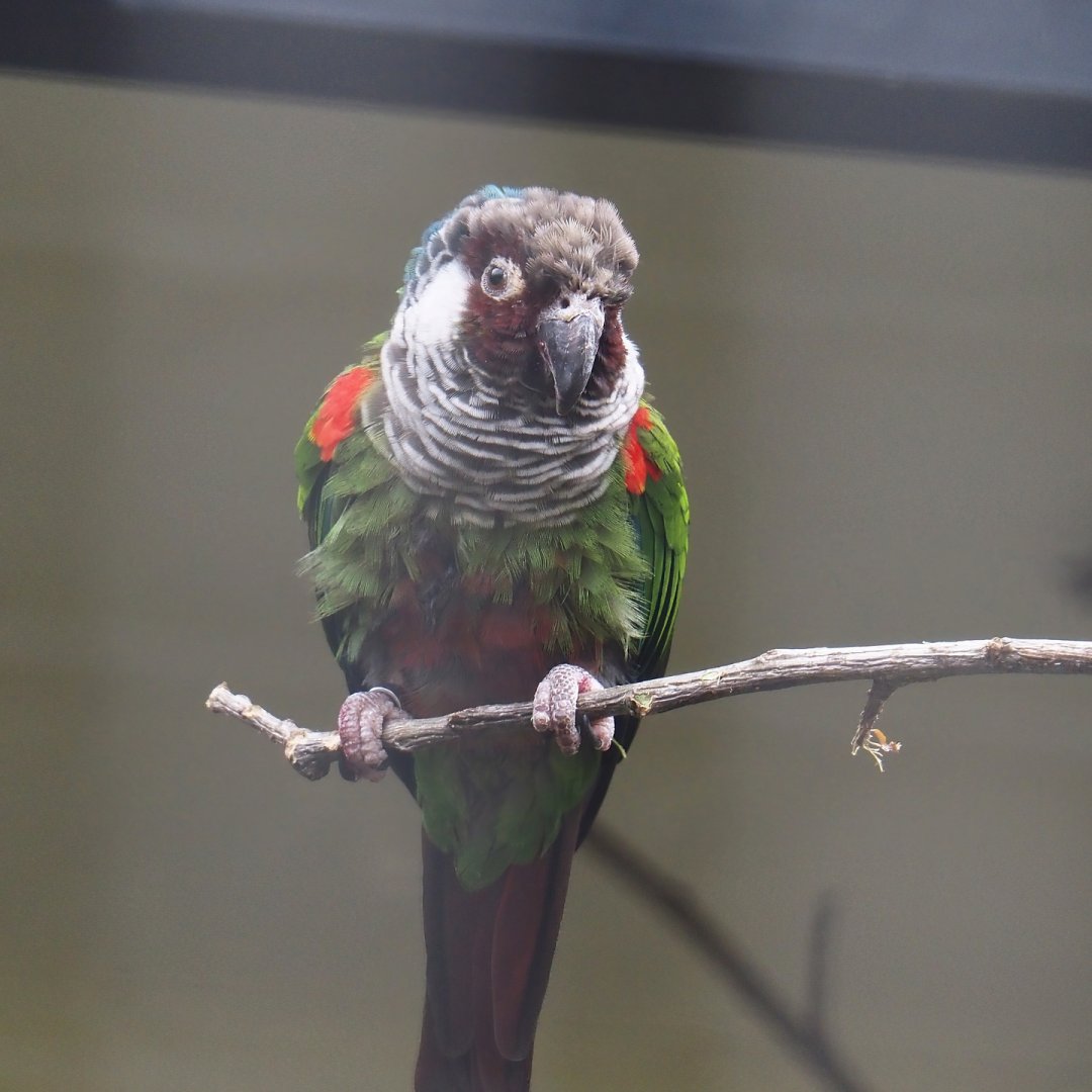 Brazilian grey-breasted conure (Pyrrhura griseipectus), 2024-03-09