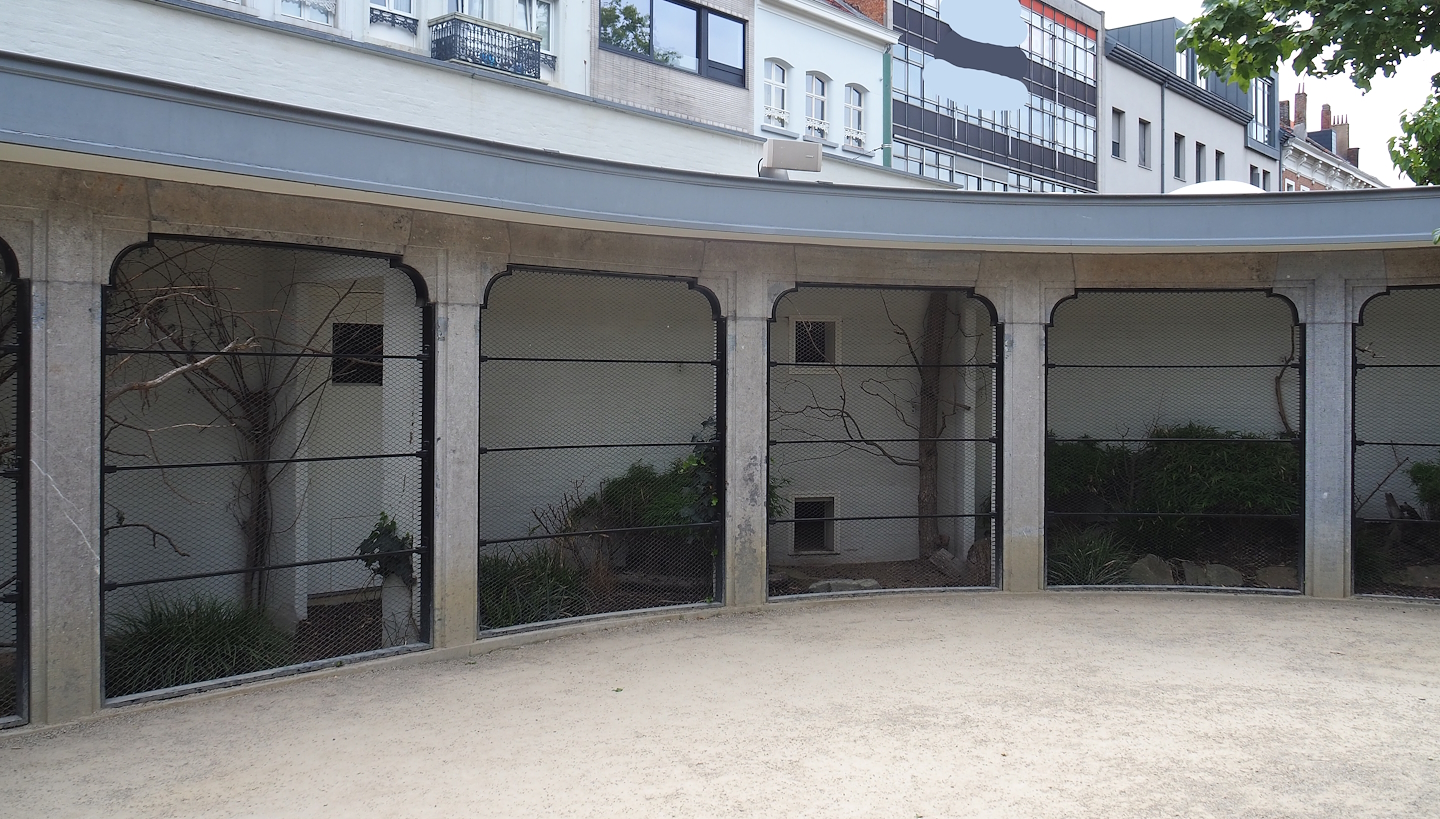 Brazilian grey-breasted conure, Ultramarine bishop and Socorro dove aviary, 2022-07-10