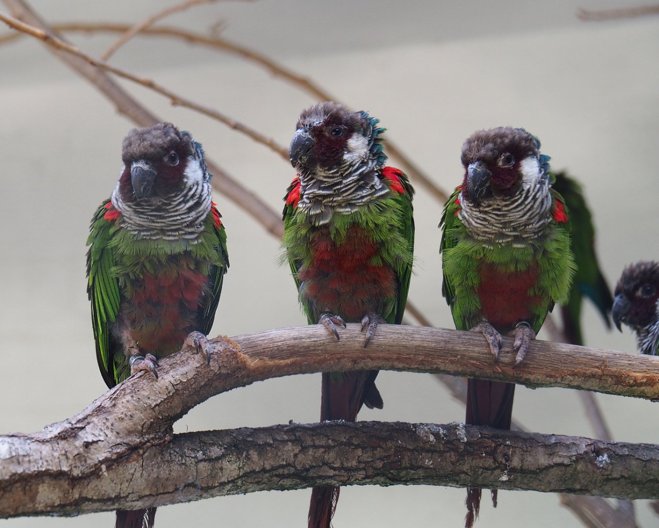 Brazilian grey-breasted conures (Pyrrhura griseipectus), 2020-06-28