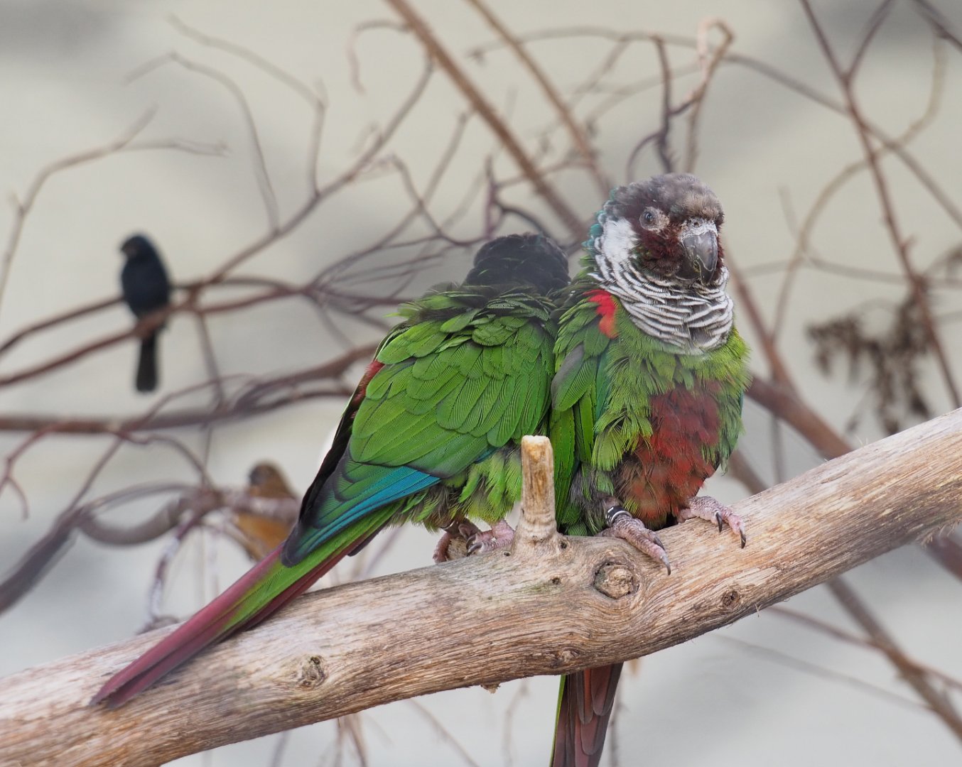 Brazilian grey-breasted conures (Pyrrhura griseipectus), 2022-03-16