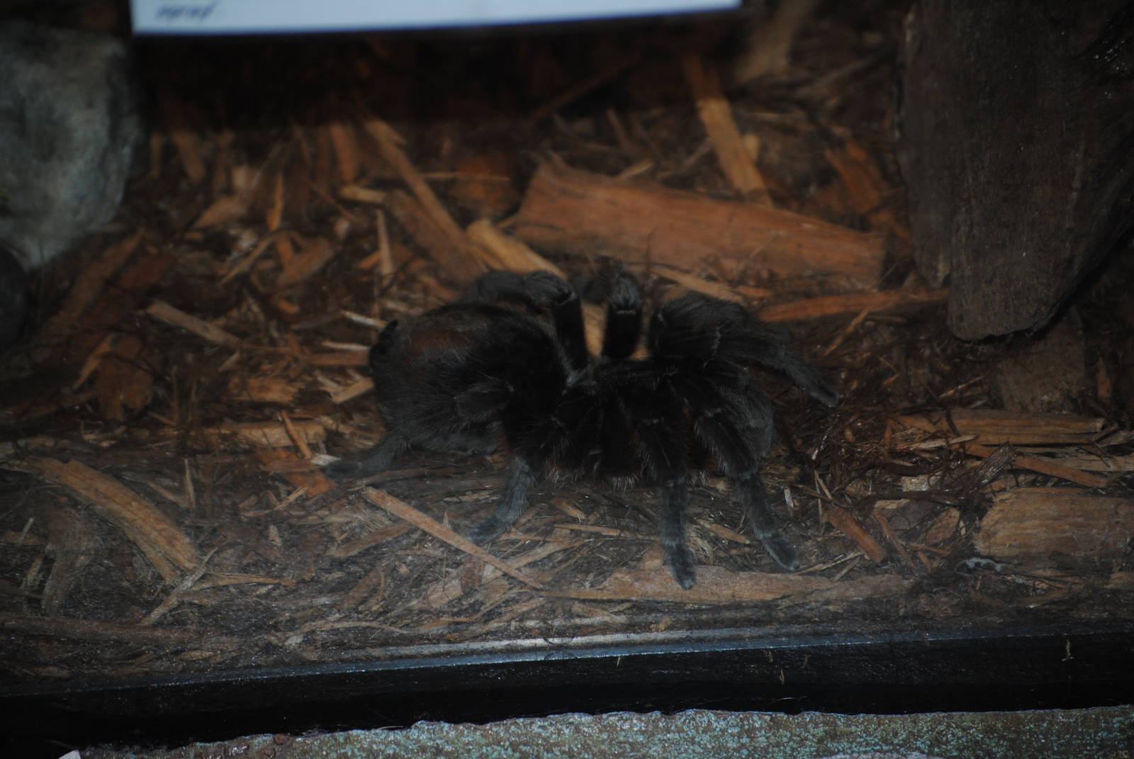 Brazilian Greysmoke Tarantula