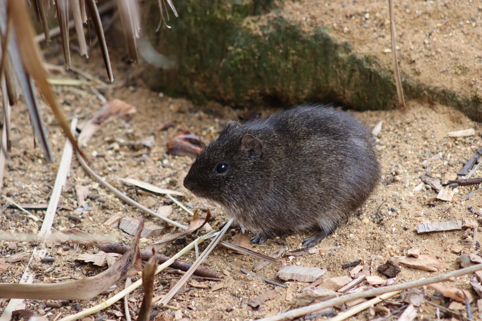 Brazilian Guinea Pig - 7 September 2020