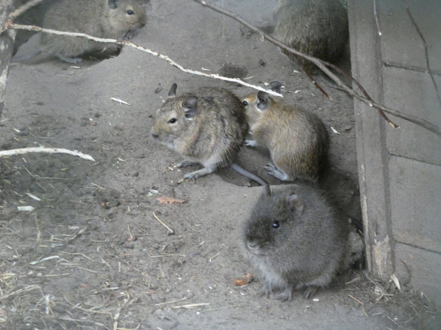 Brazilian Guinea Pig and Degu