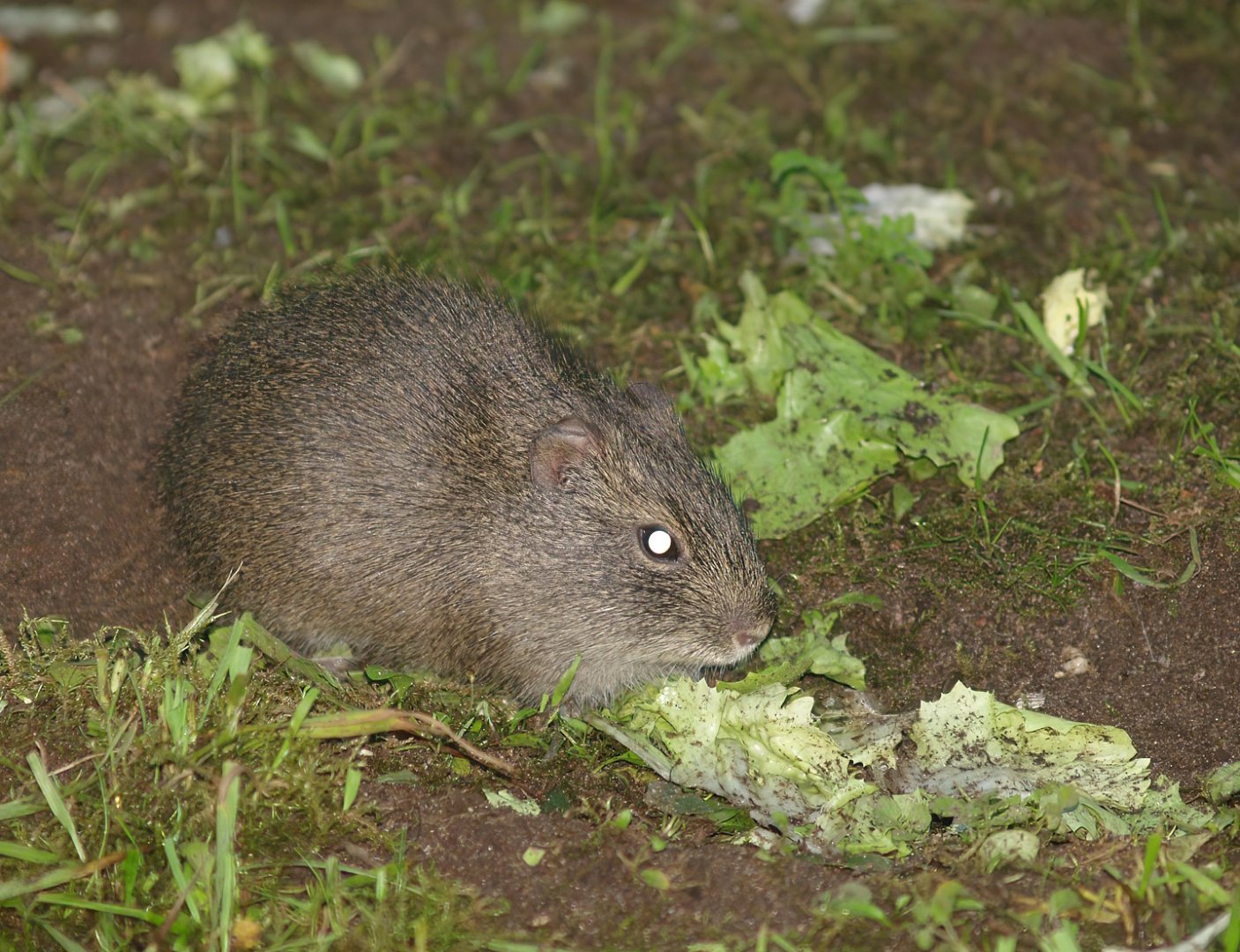 Brazilian guinea pig (Cavia aperea), 2007-09-16