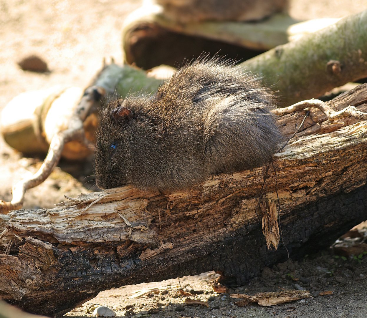 Brazilian guinea pig (Cavia aperea), 2010-04-18