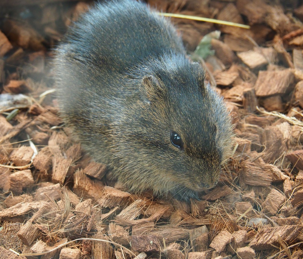 Brazilian guinea pig (Cavia aperea), 2019-10-05