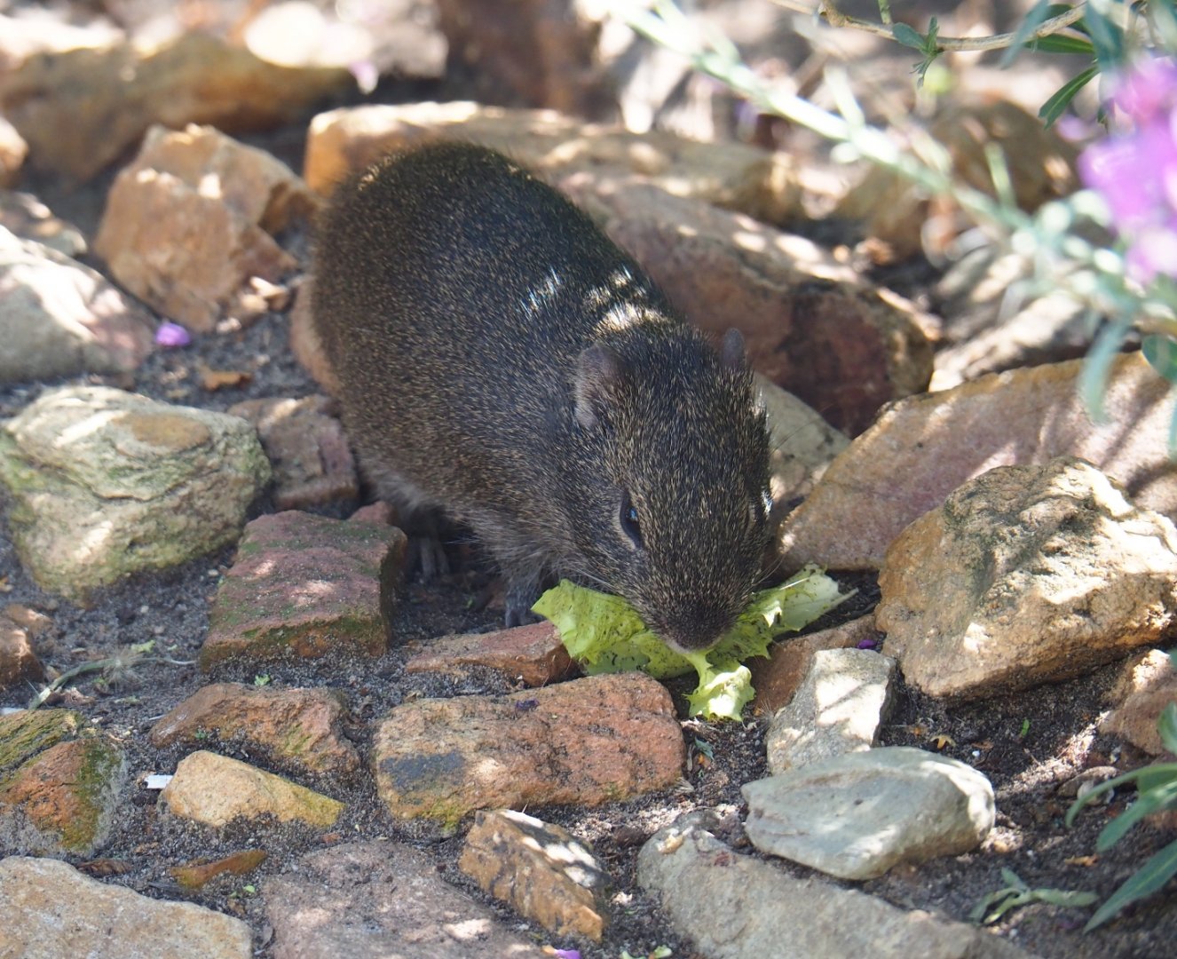Brazilian guinea pig (Cavia aperea), Sep 2nd, 2018