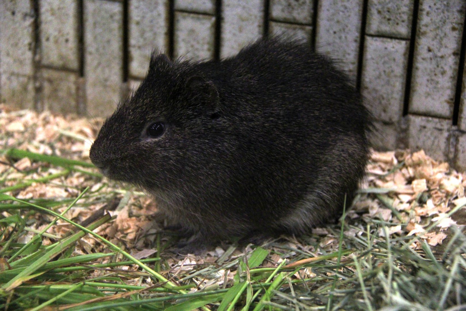 Brazilian guinea pig (Cavia aperea)