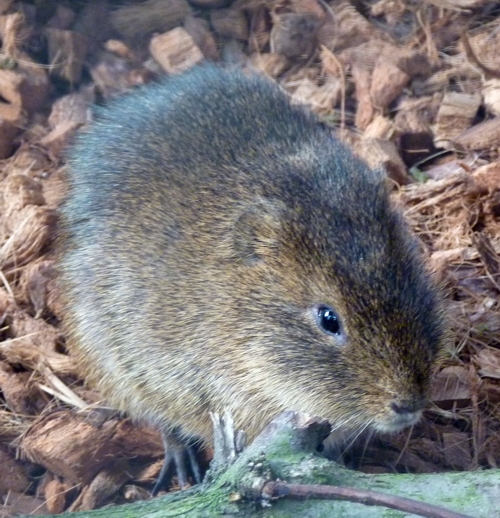 Brazilian guinea pig (Cavia aperea)