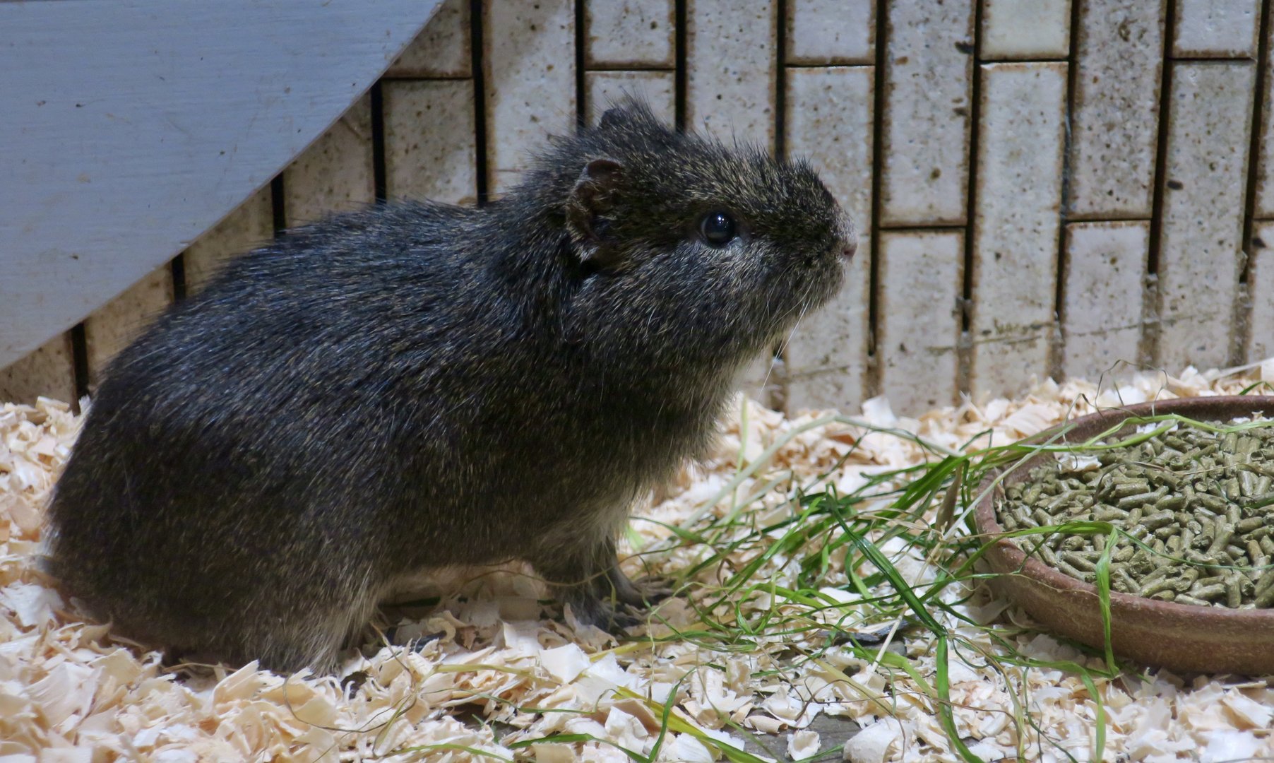 Brazilian Guinea Pig (Cavia aperea)