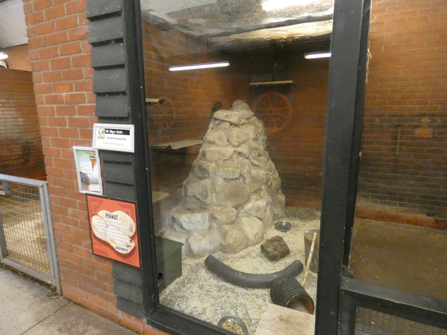 Brazilian guinea pig enclosure