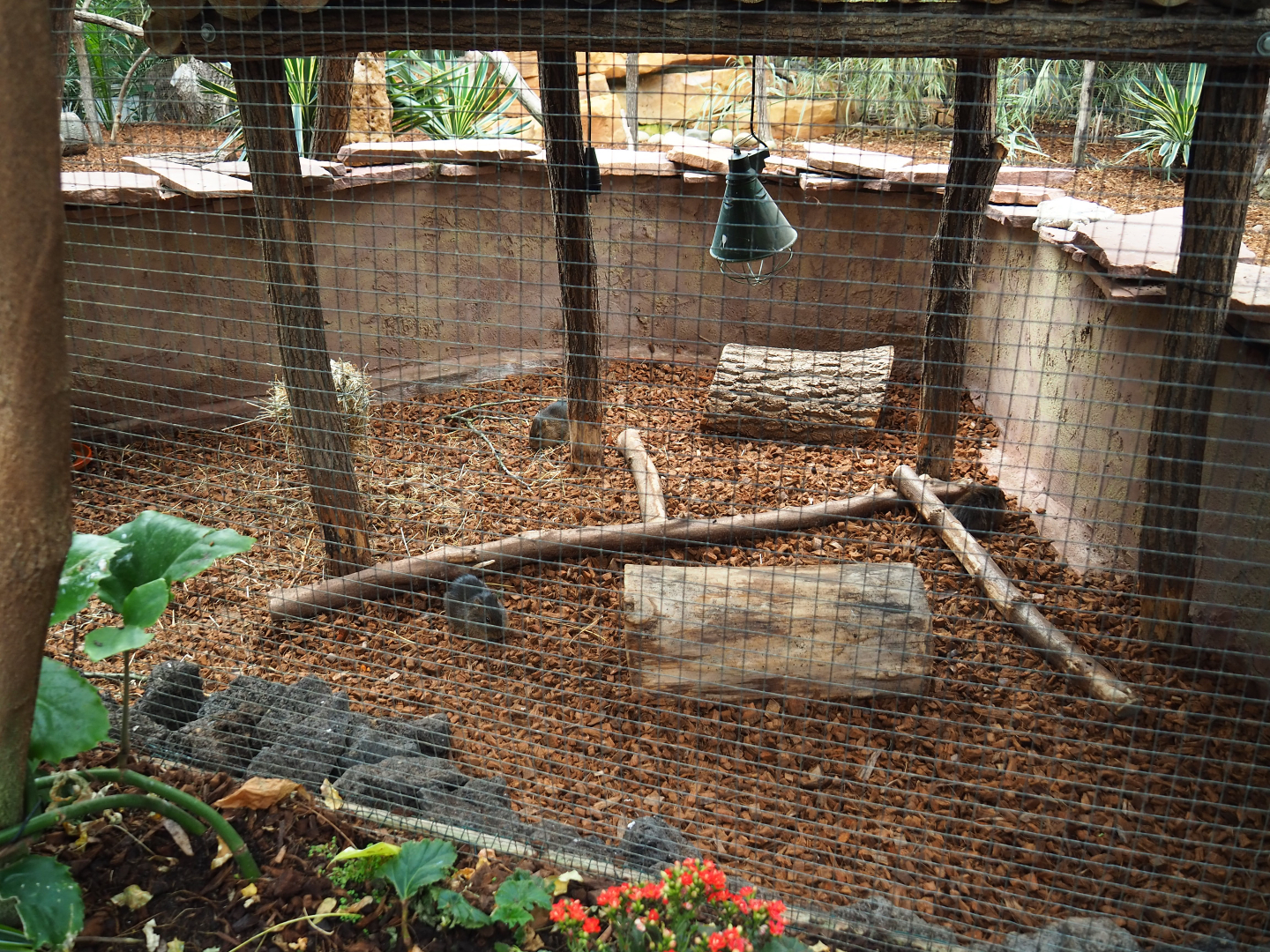 Brazilian guinea pig exhibit, 2019-10-05