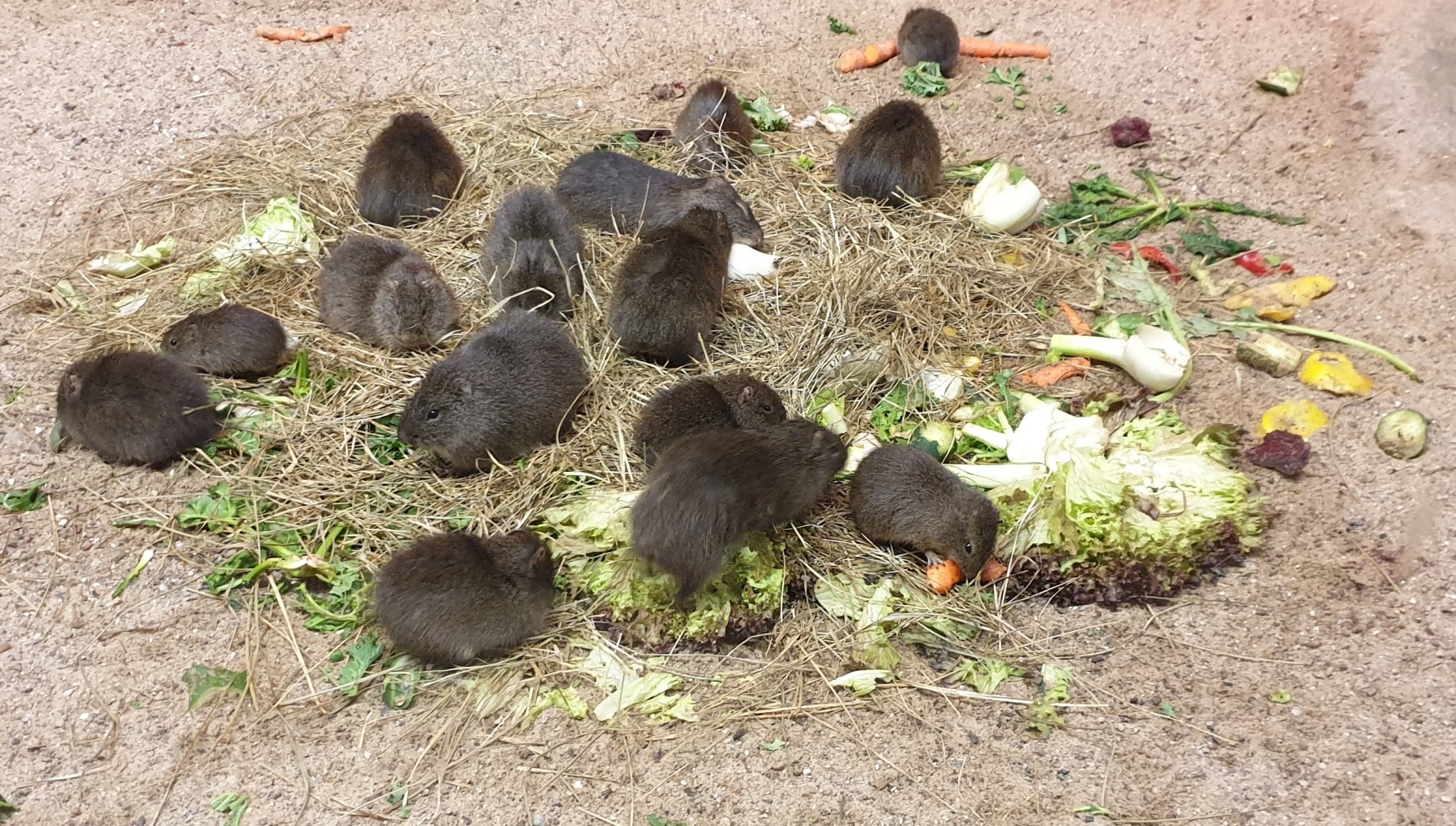 Brazilian guinea pig - feeding place