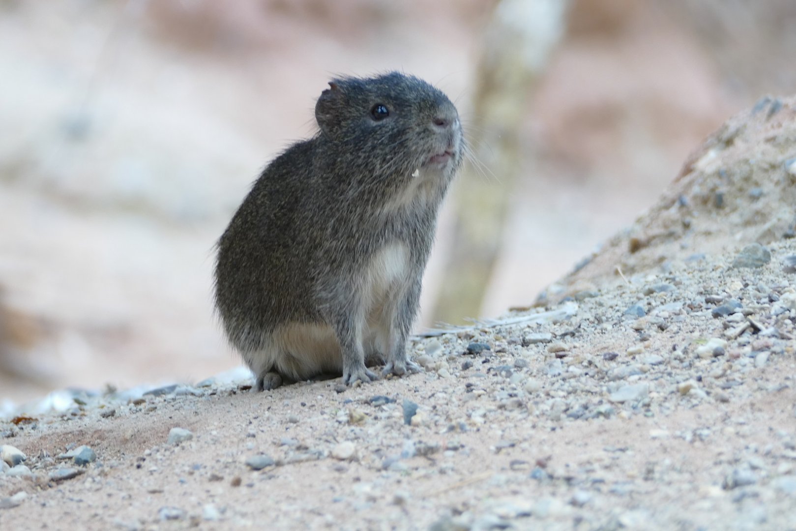 Brazilian Guinea Pig, July 2022